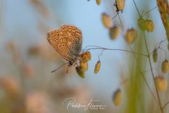 Abend auf der Schmetterlingwiese (5)