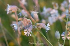 Abend auf der Schmetterlingwiese (7)