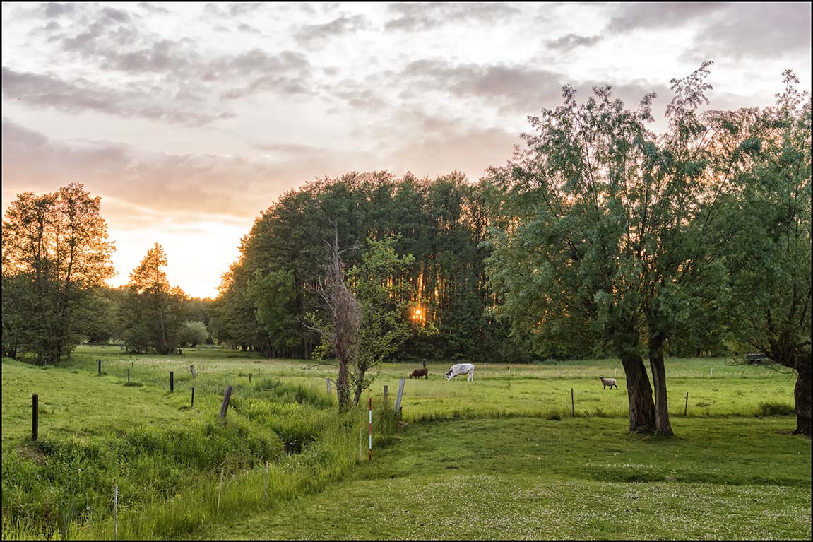 Abend auf der Weide #1