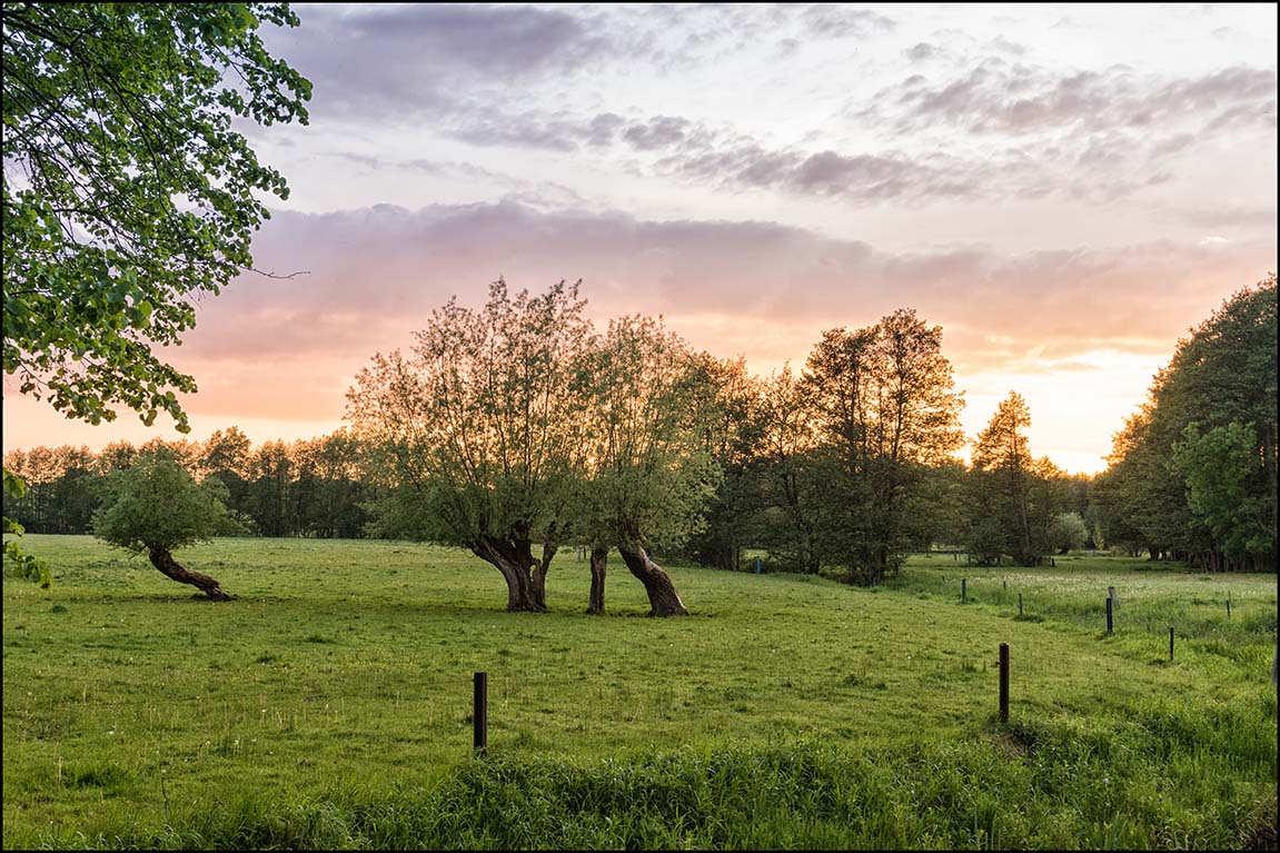 Abend auf der Weide #2