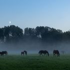 Abend auf der Weide