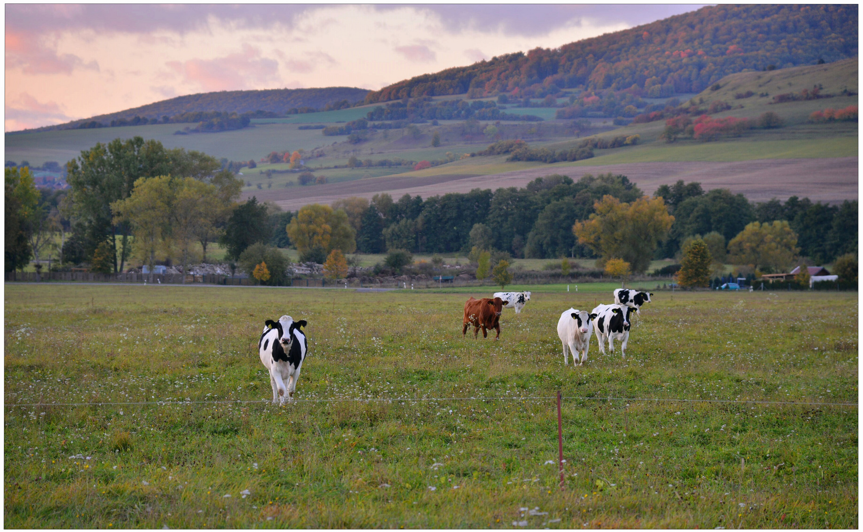 Abend auf der Weide (el pasto por la tarde)