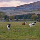 Abend auf der Weide (el pasto por la tarde)