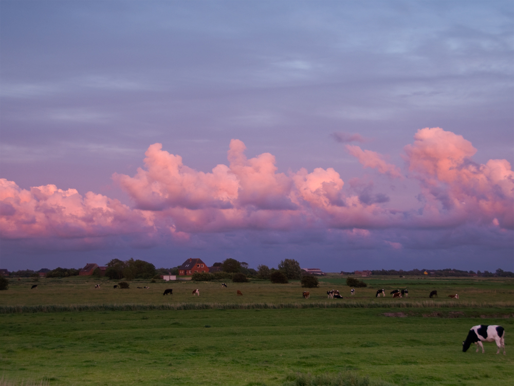 Abend auf der Weide