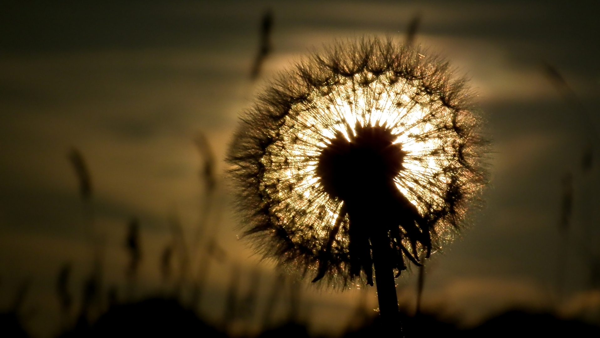 Abend auf der Wiese