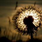 Abend auf der Wiese