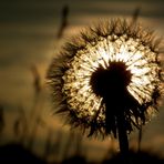 Abend auf der Wiese