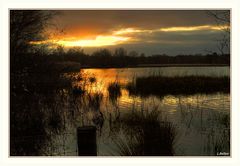 "Abend auf der Wijvenheide"