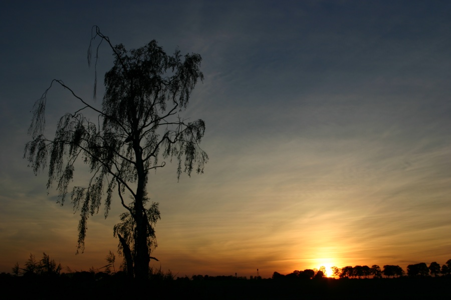 Abend-Birke