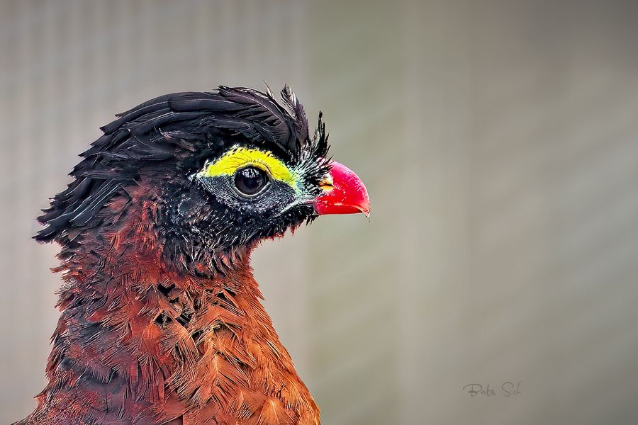 Abend Curassow