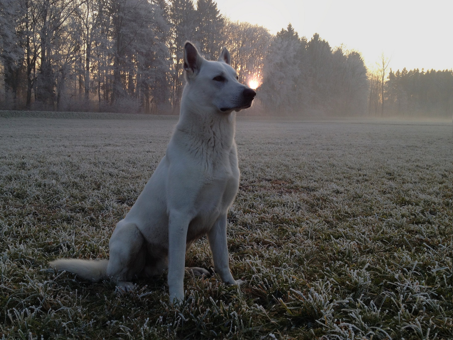 Abend-Frost