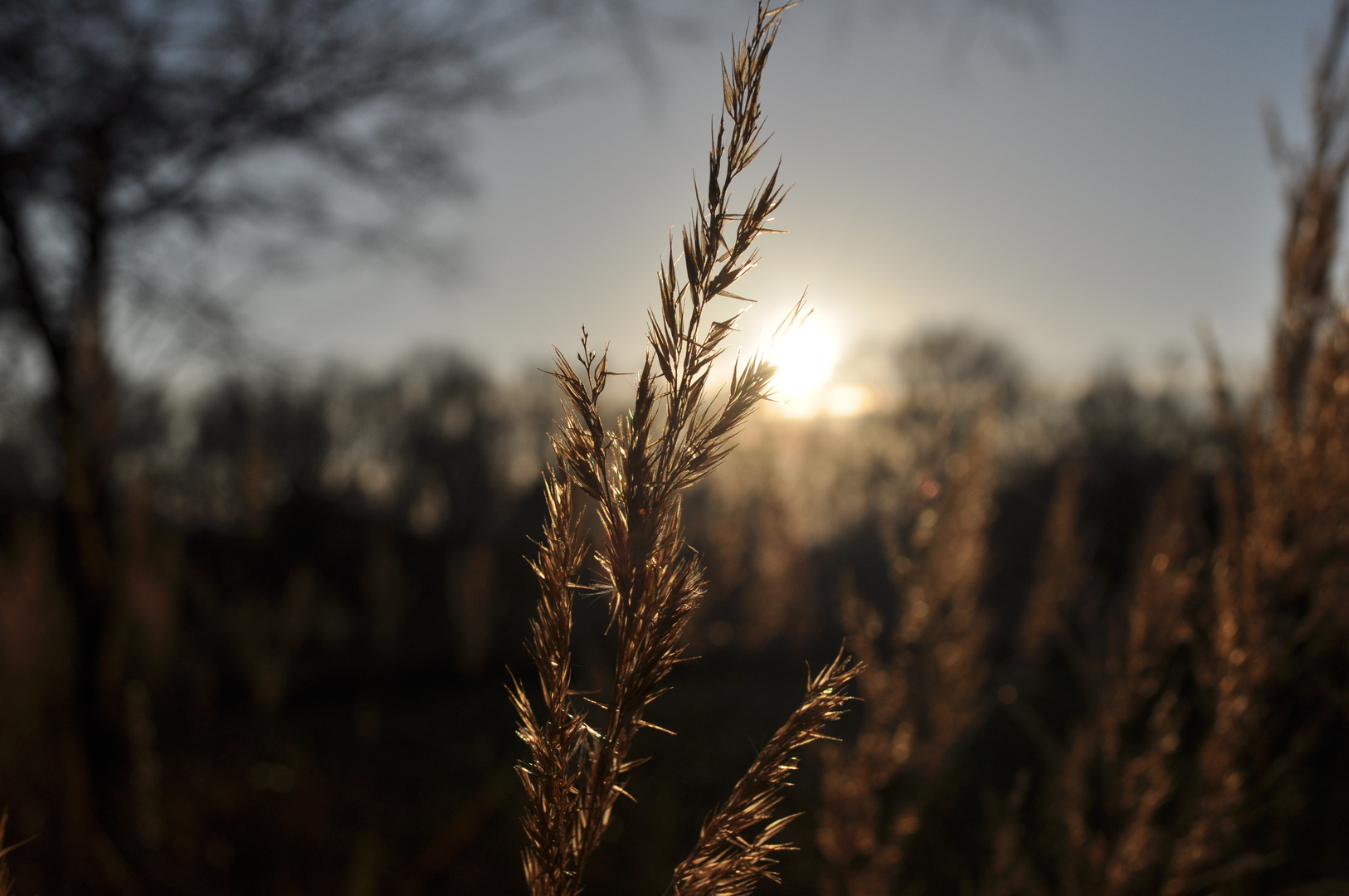 Abend Glanz