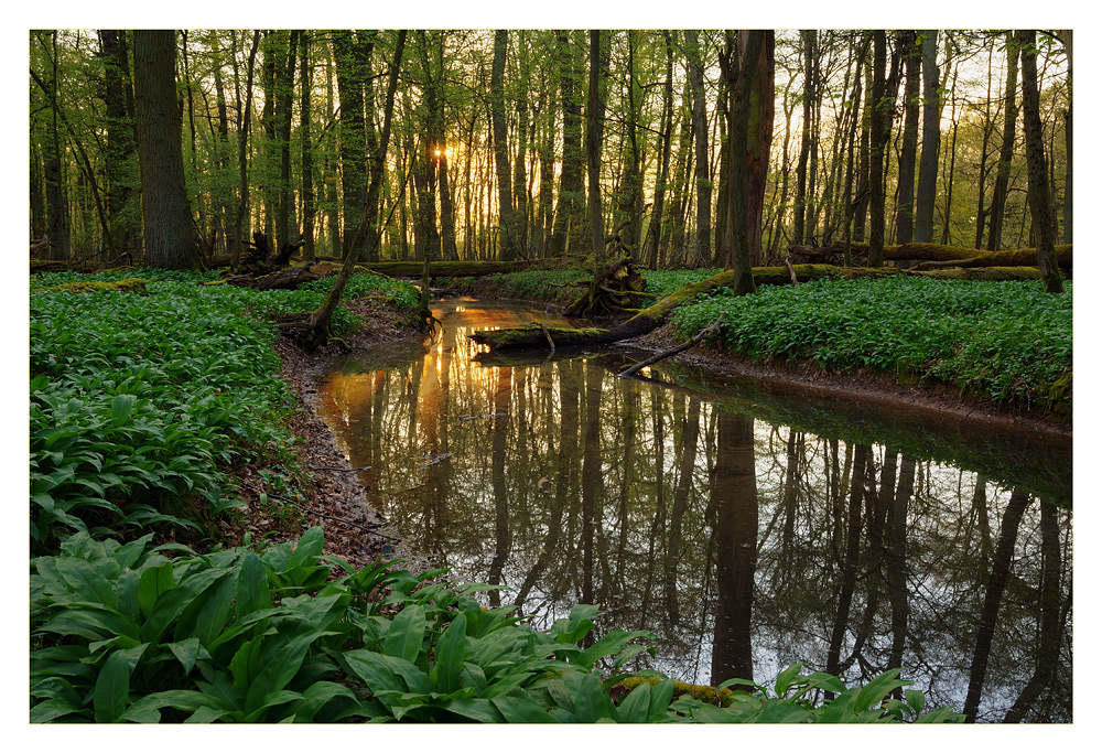 Abend im Auwald