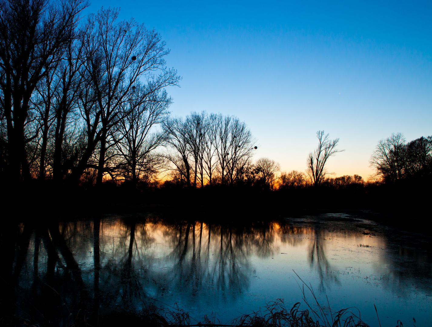 Abend im Auwald