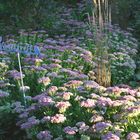 Abend im Bienengarten