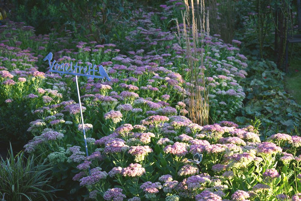 Abend im Bienengarten