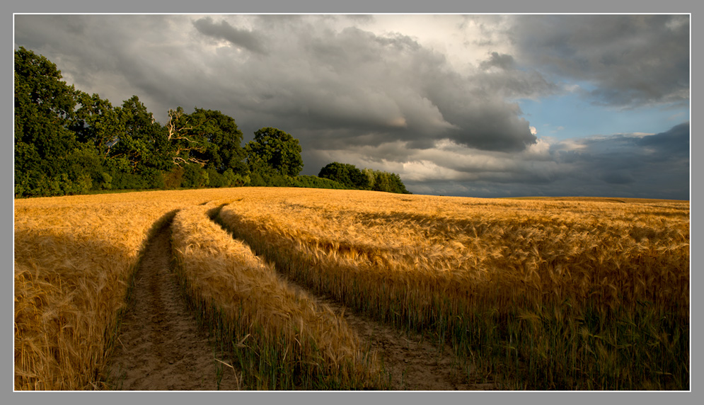 Abend im Feld