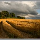 Abend im Feld