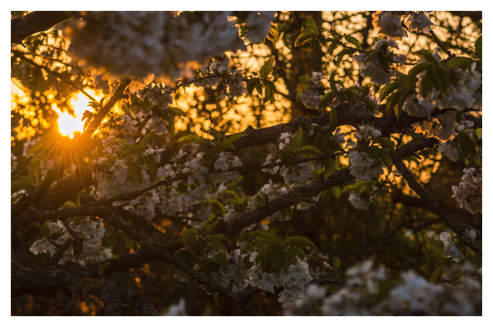 Abend im Frühling