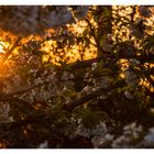 Abend im Frühling