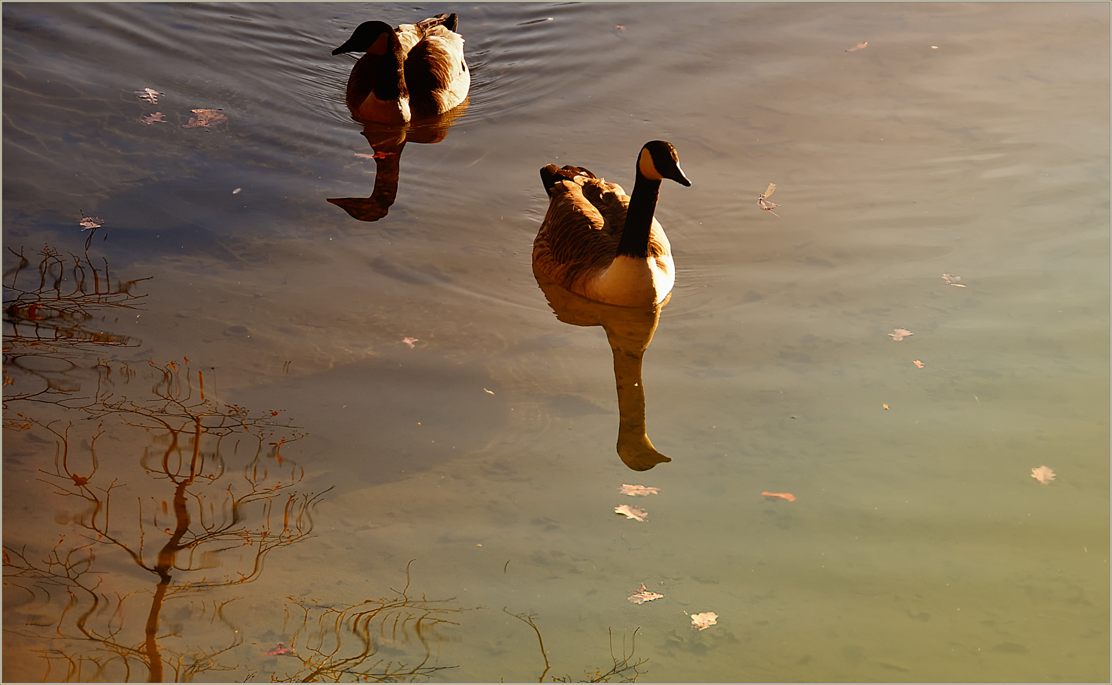 ABEND IM GEGENLICHT