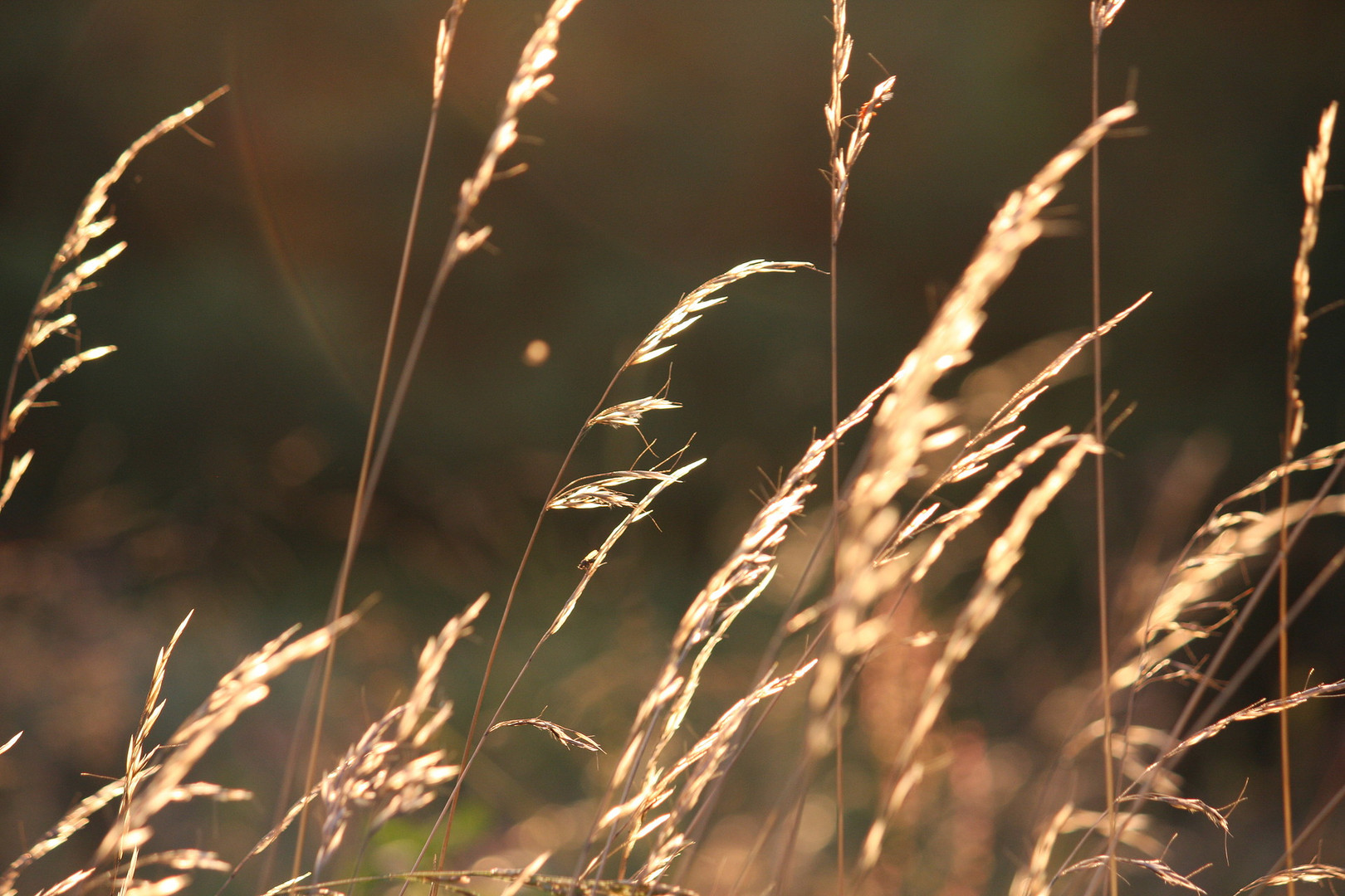 Abend im Gras 