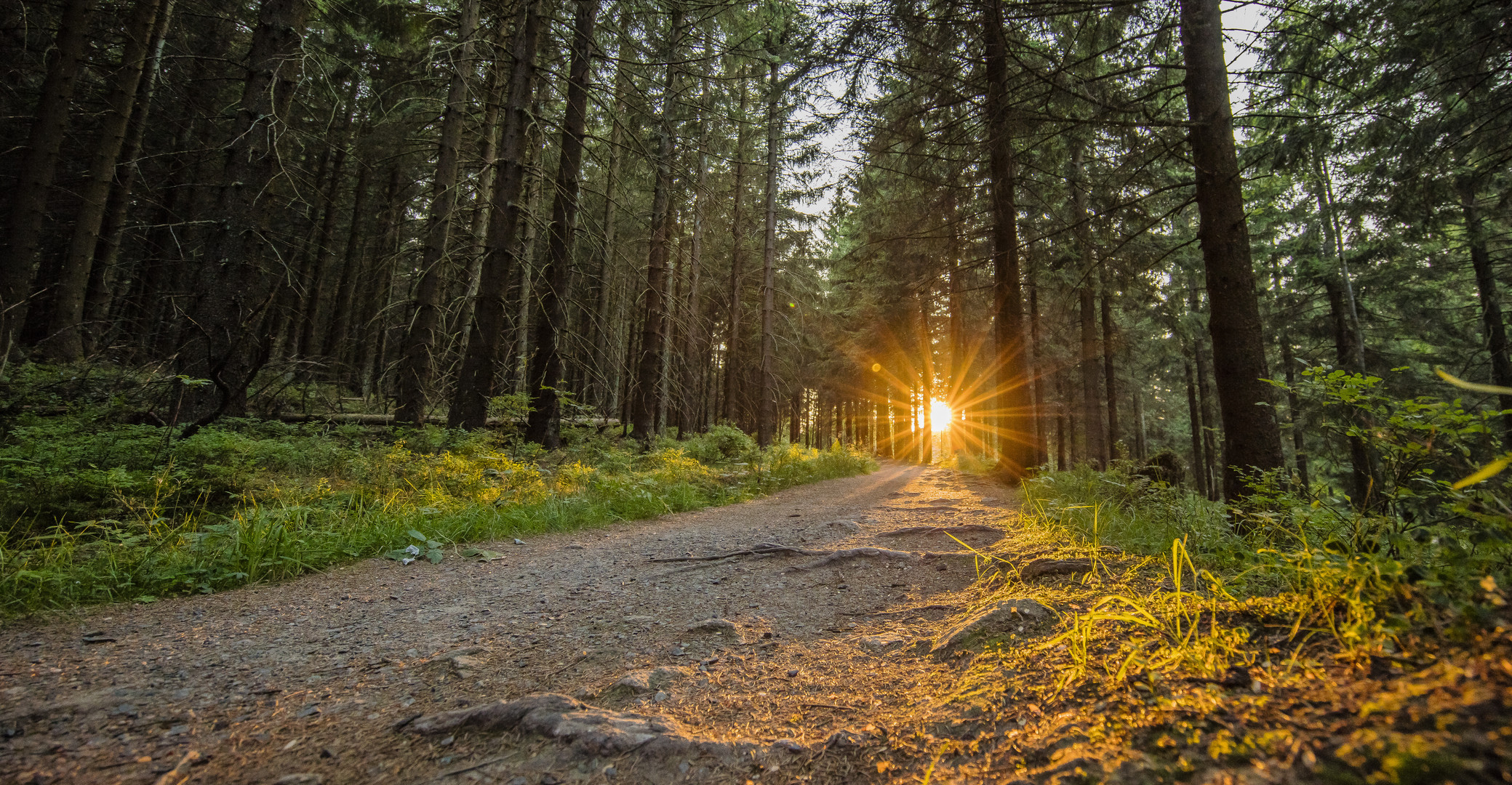 Abend im Harz