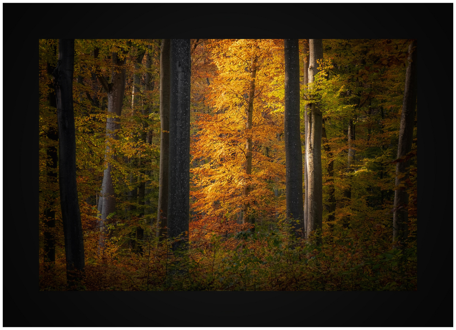 Abend im Herbstwald