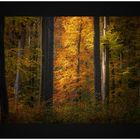 Abend im Herbstwald