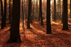 Abend im Herbstwald