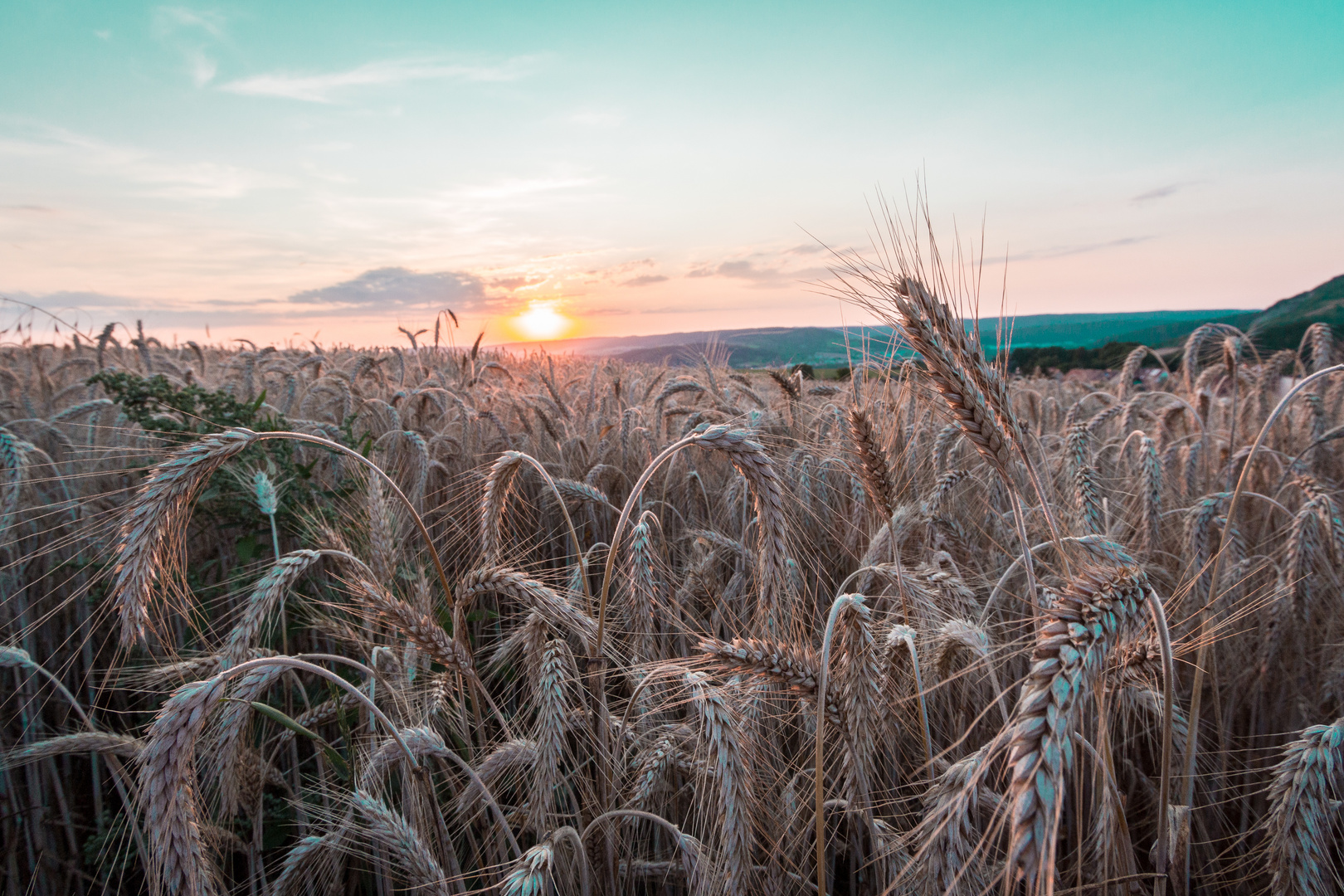 Abend im Kornfeld