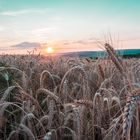 Abend im Kornfeld