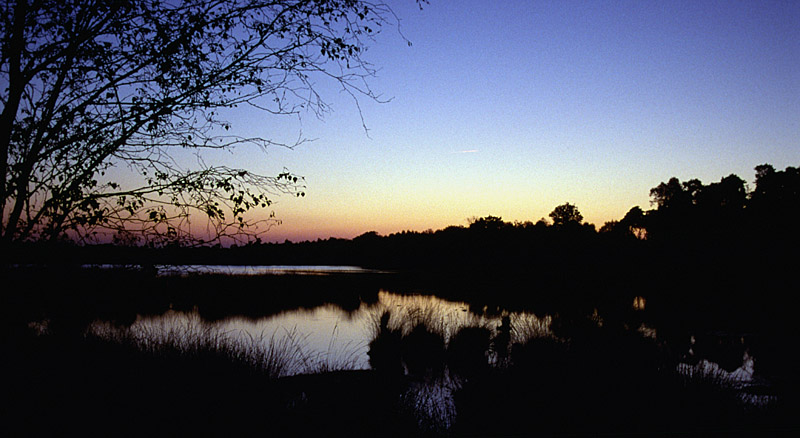 Abend im Moor