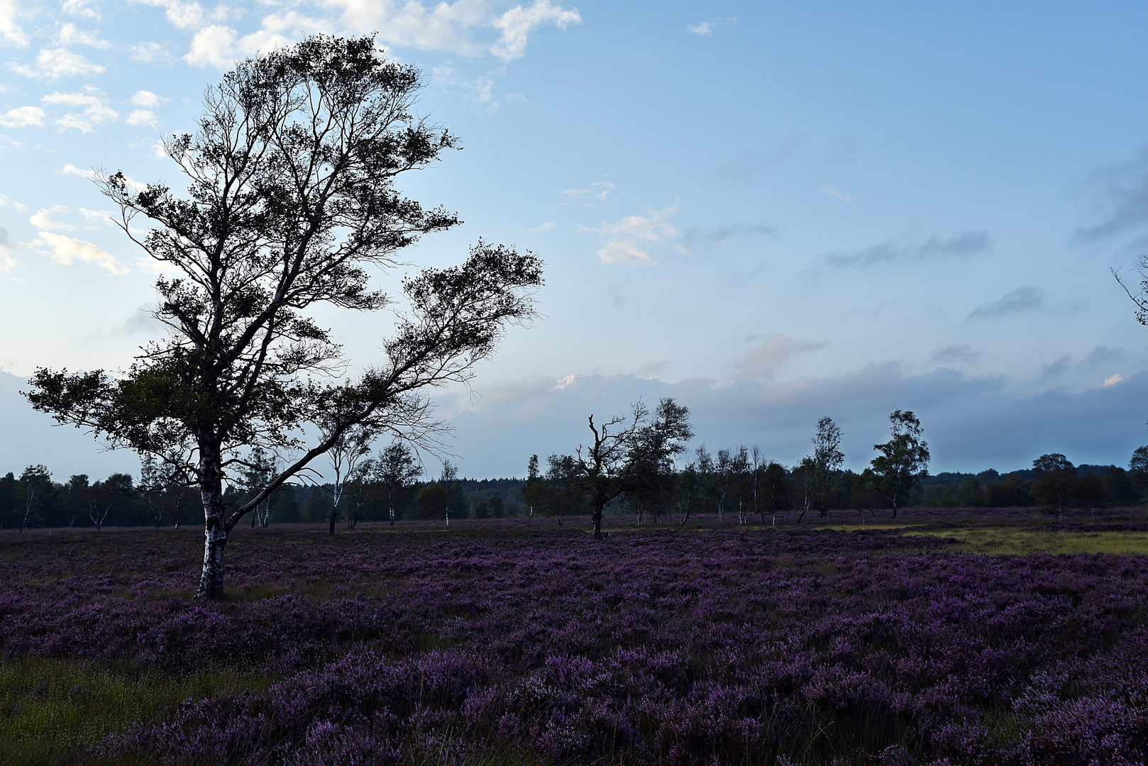 ..Abend im Moor