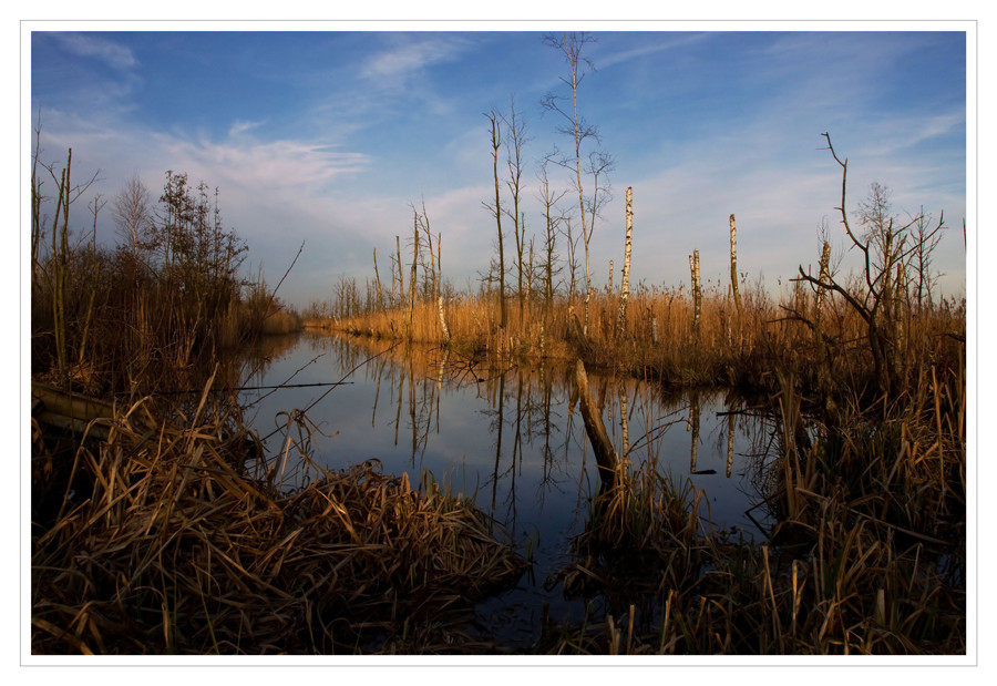 Abend im Moor