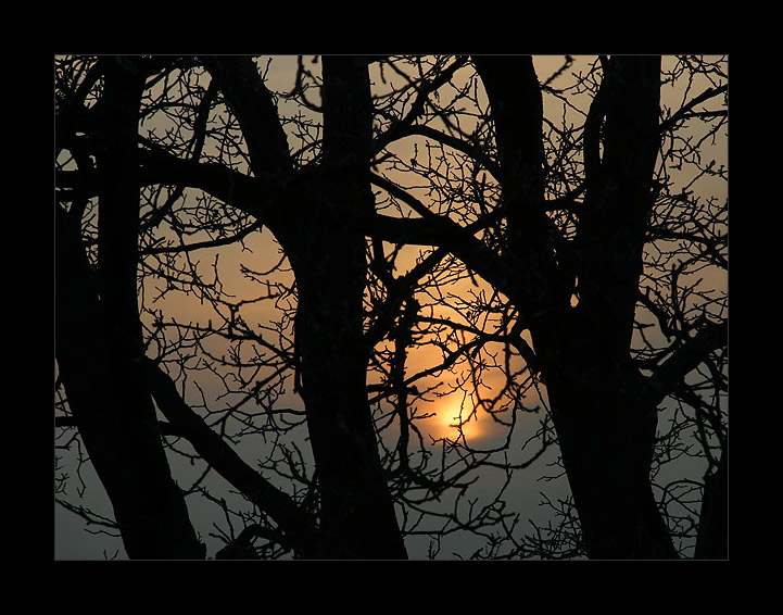 Abend im Obstgarten