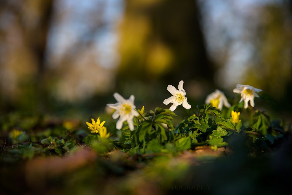 Abend im Park