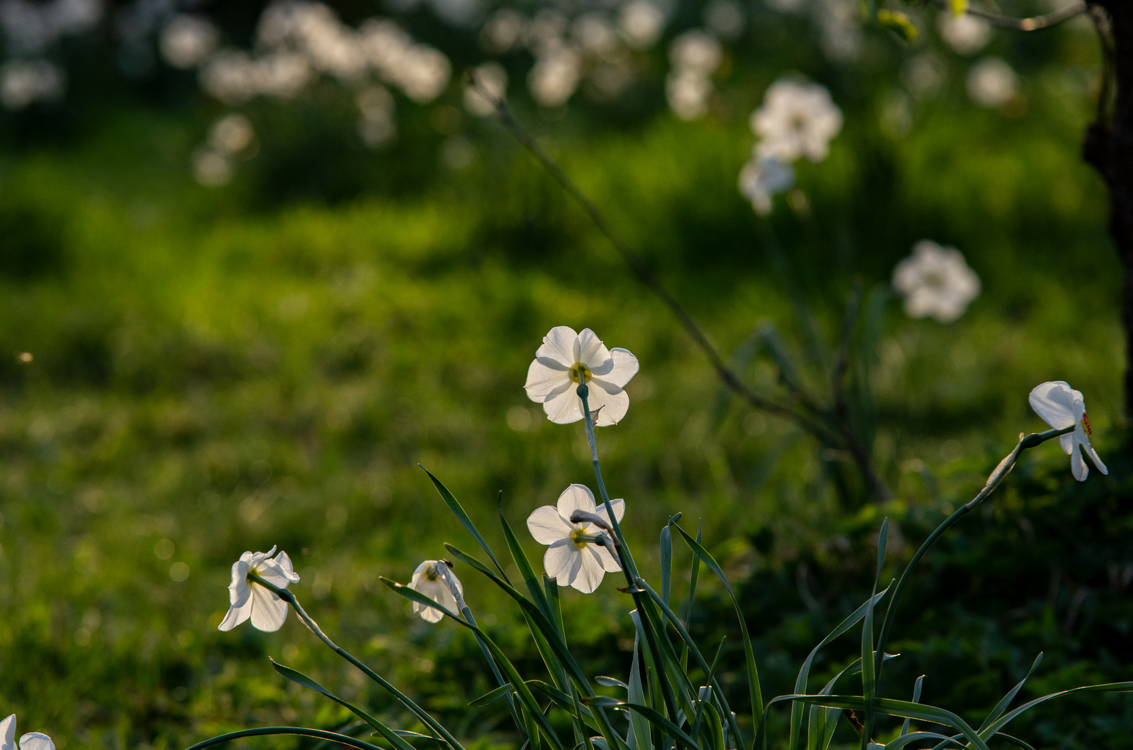 Abend im Park