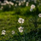 Abend im Park