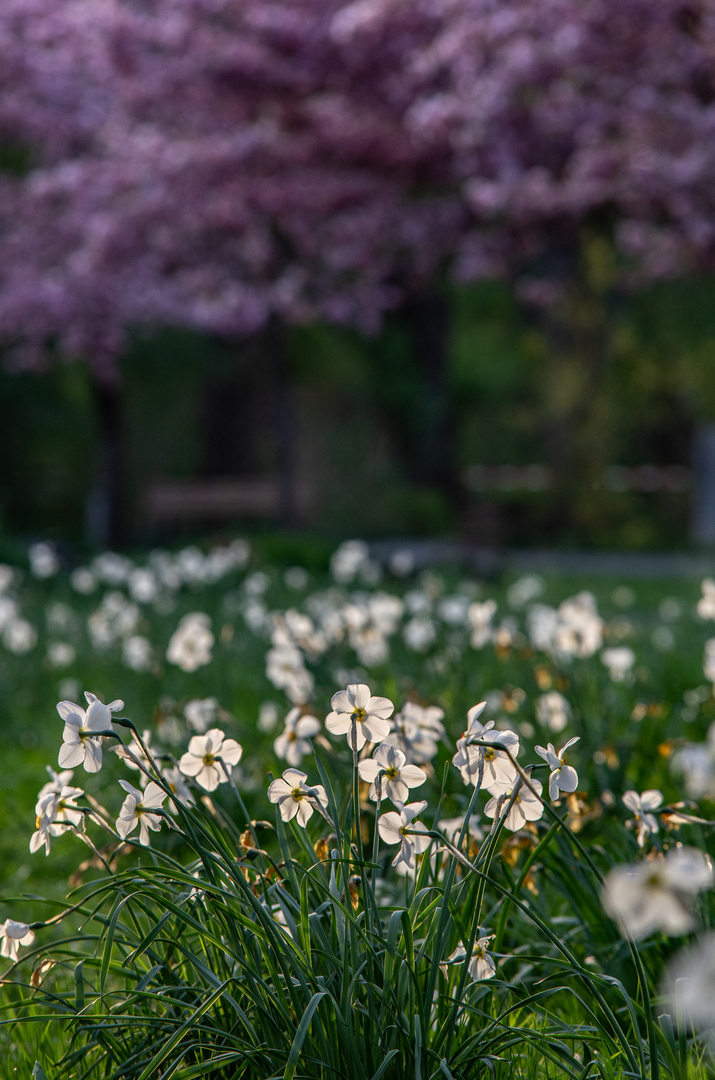 Abend im Park