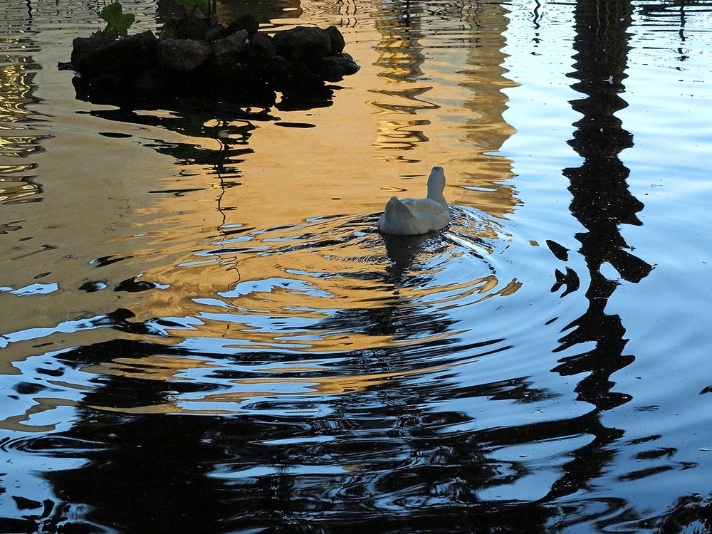 Abend im Park, bei den Gänsen / Sera nella villa, vicino le oche (2)