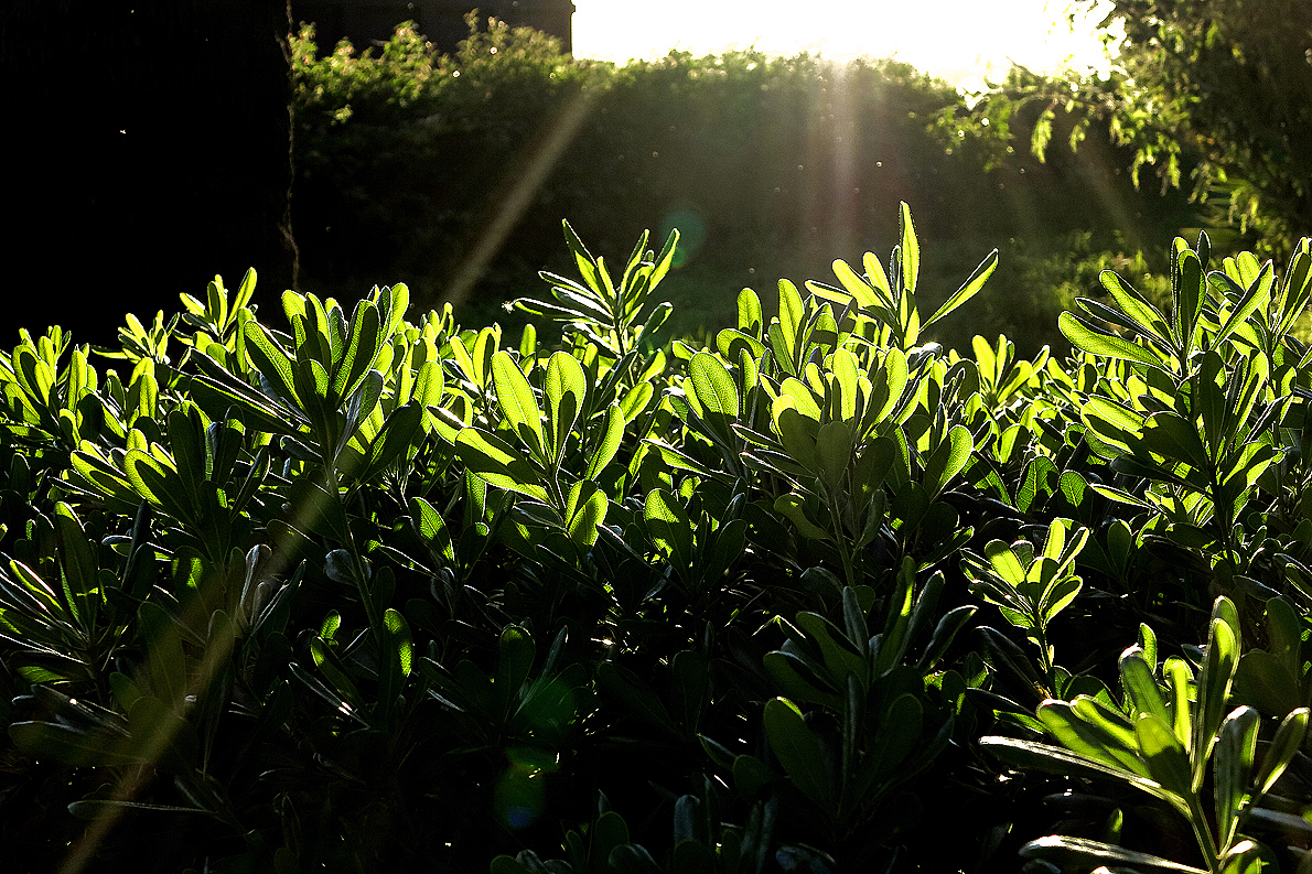 Abend im Park, dem Licht entgegen / Sera nella villa, verso la luce