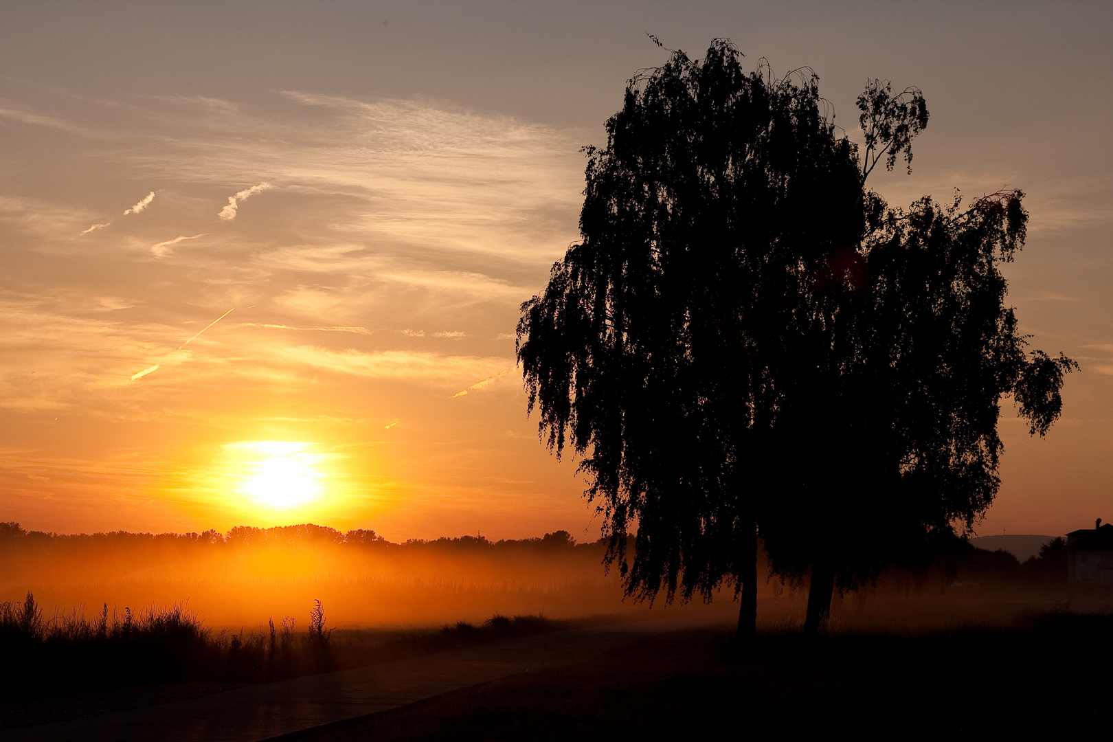 Abend im Ried