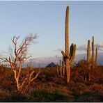 Abend im Saguaro Nationalpark Arizona