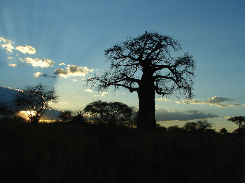 Abend im Tarangire