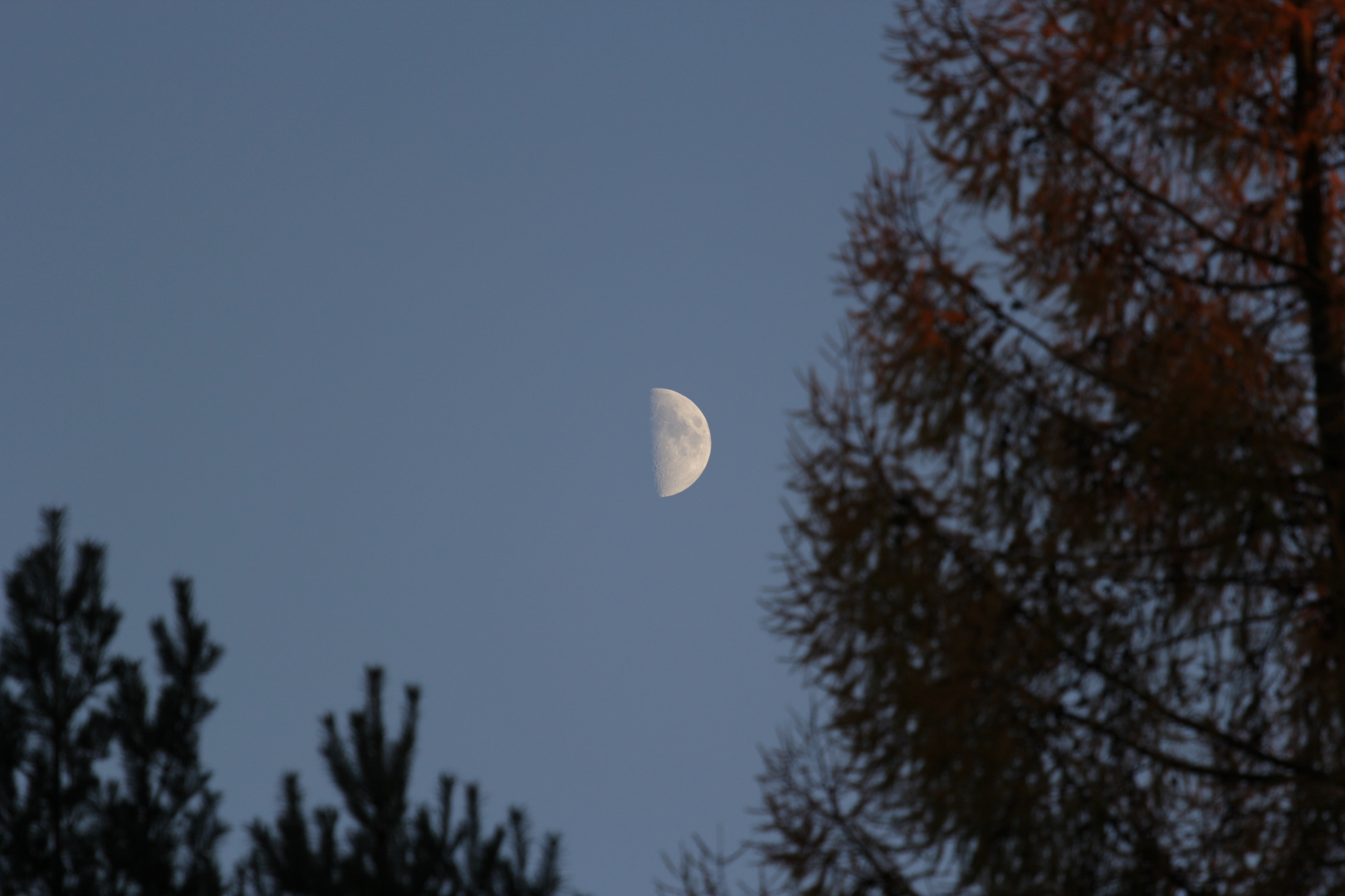 Abend im Wald ....