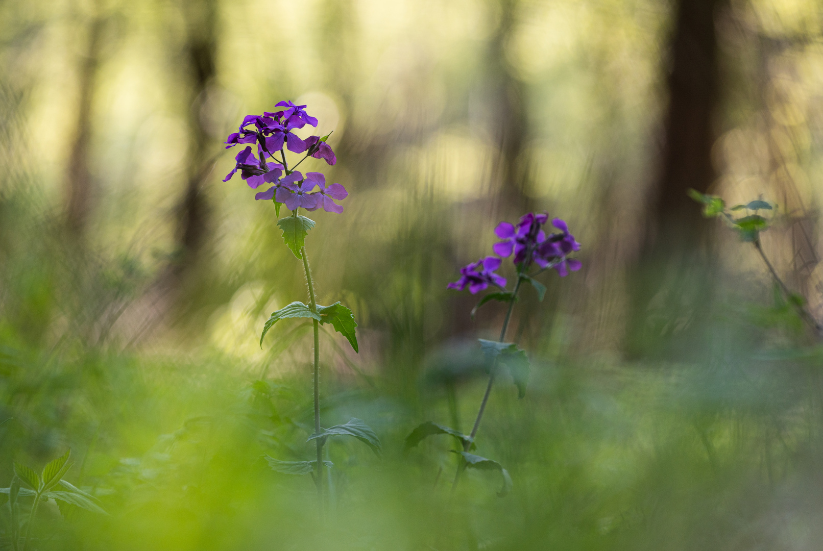 ___Abend im Wald_______