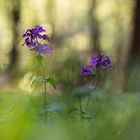 ___Abend im Wald_______