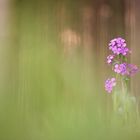 ___Abend im Wald_____