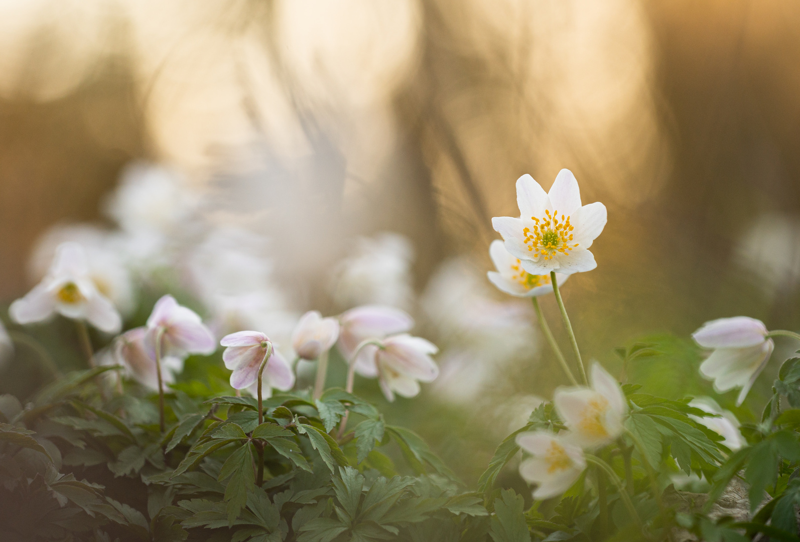 ___Abend im Wald________